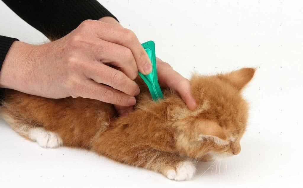 Кошки, блохи у кошек, симптомы заболевания и методы лечения