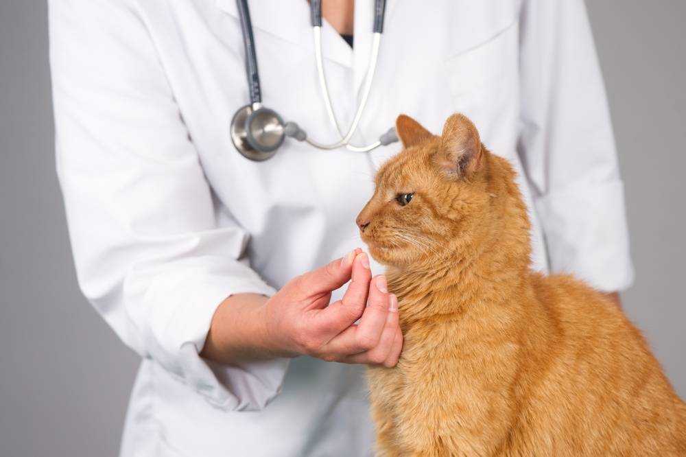 Глисты у кошек симптомы лечение - признаки глистов у кота