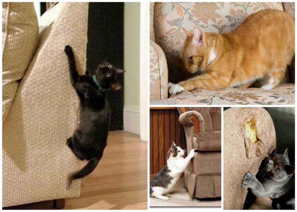 Как отучить кота драть мебель и обои: рекомендации по перевоспитанию, другие методы: стрижка когтей, накладки-антицарапки и другие хитрости