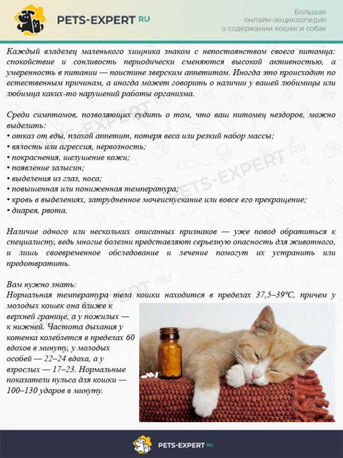 Какие болезни умеют лечить кошки? - медицинский портал eurolab