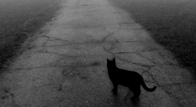 Приметы о черной кошке и суеверия: к чему пришла в дом, хорошо это или плохо, когда приблудилась и прибилась, почему забежала, что приносит, если завести?