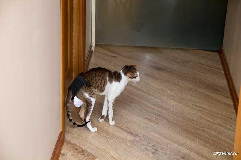 Как отучить кота метить территорию в квартире без кастрации народными средствами