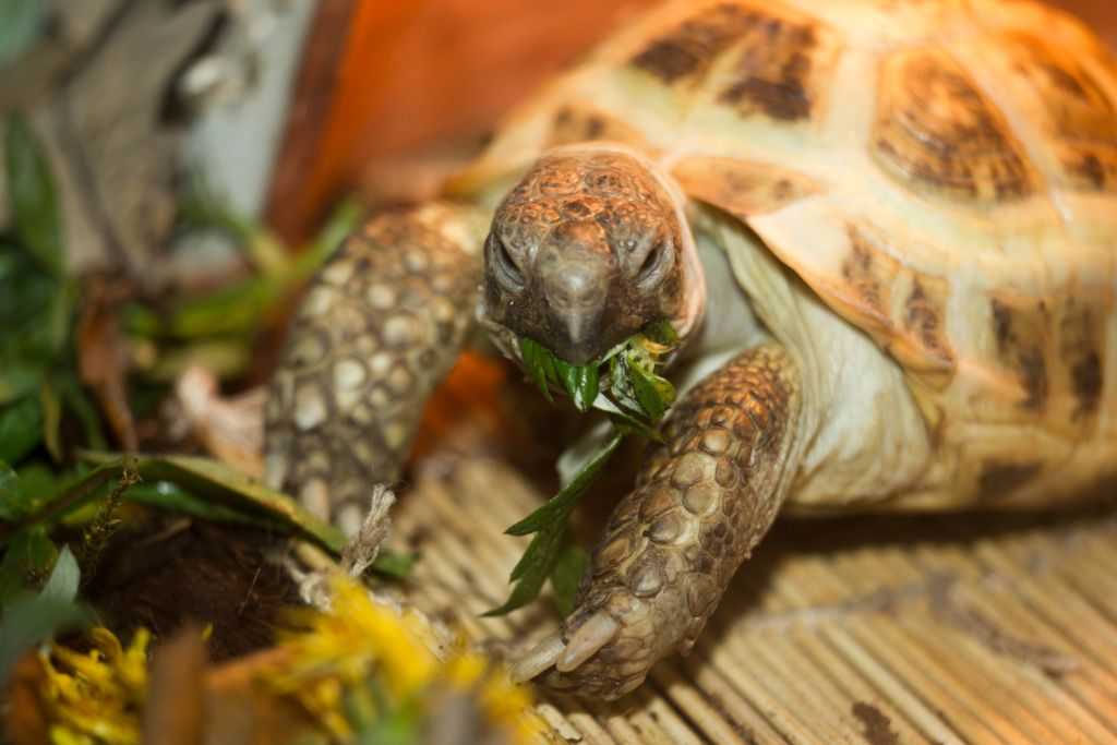 Маленькие водные черепахи: уход и содержание в домашнем аквариуме