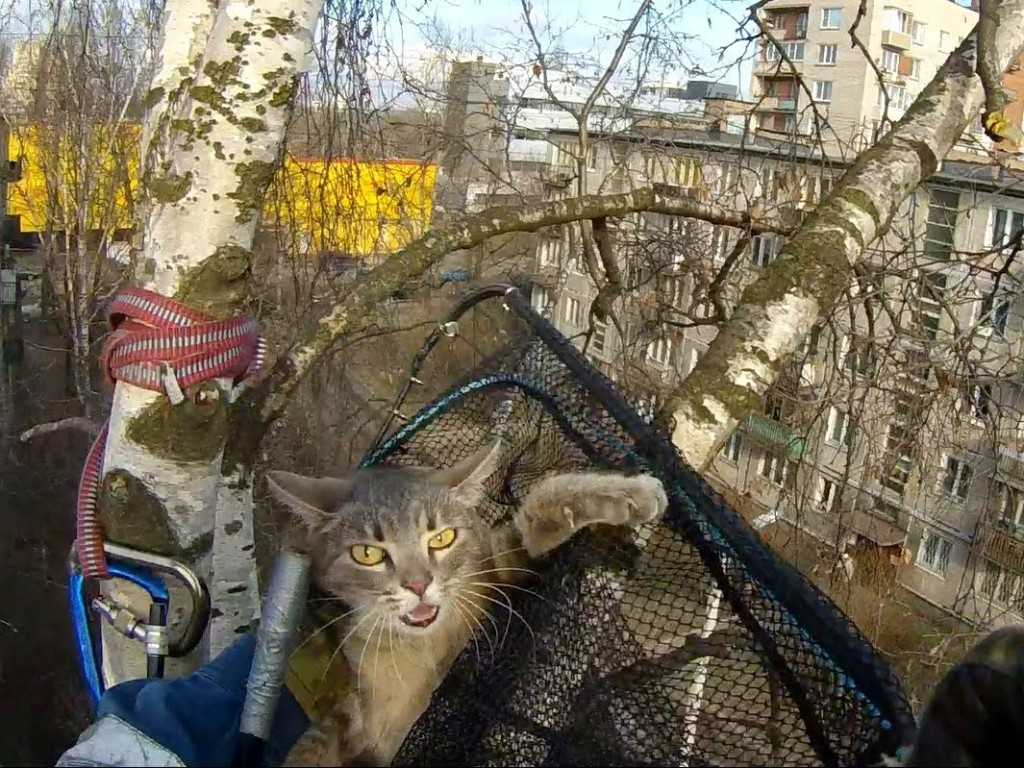 Как снять кота с дерева: самостоятельно или с помощью спецслужб