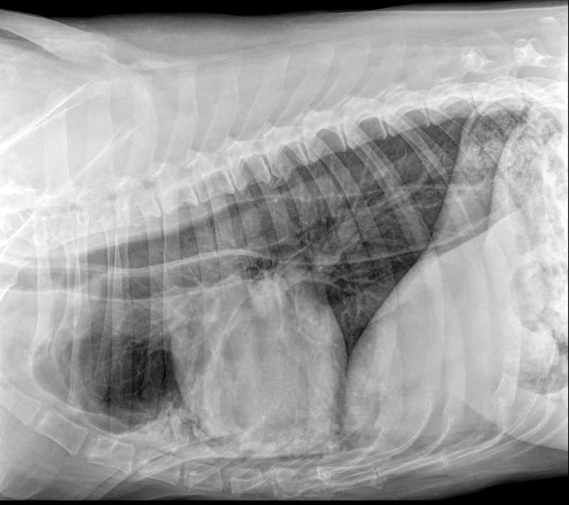 Бронхопневмония – заболевание дыхательной системы у кошек