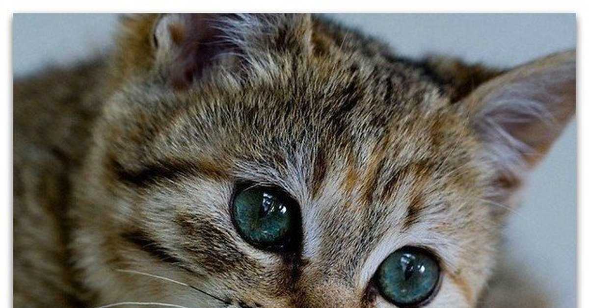 Плачут ли кошки и коты? а маленькие котята?