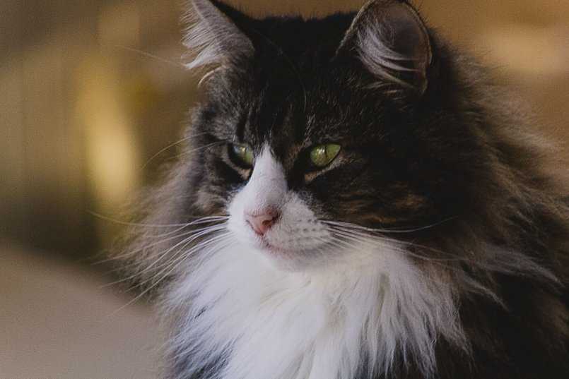 Норвежская лесная кошка 🐈 фото, описание, характер, факты, плюсы, минусы кошки ✔
