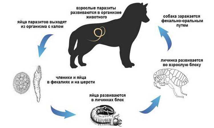 Нейротоксикозы собак и кошек