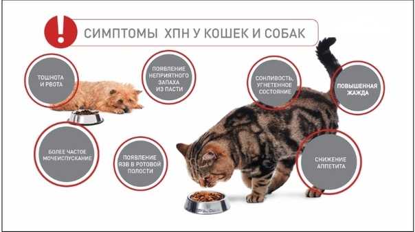 Саркоптоз у кошек: лечение, симптомы, препараты | zoosecrets