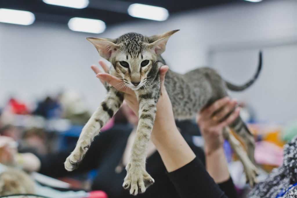 Выставка кошек: правила, подготовка и участие