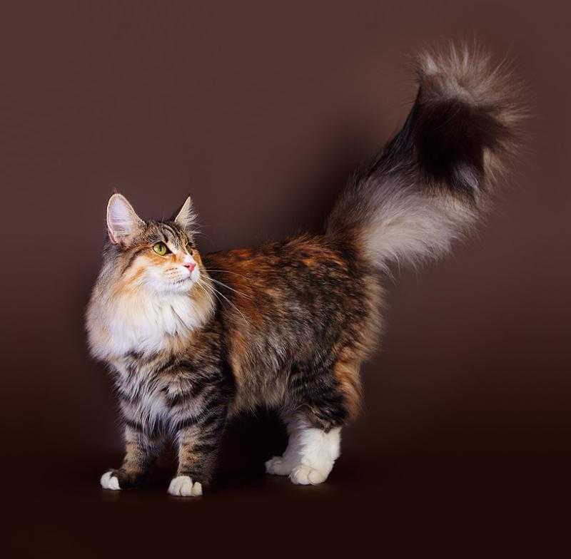 Европейская короткошерстная кошка (кельтская): фото, цена, описание породы, характер, видео