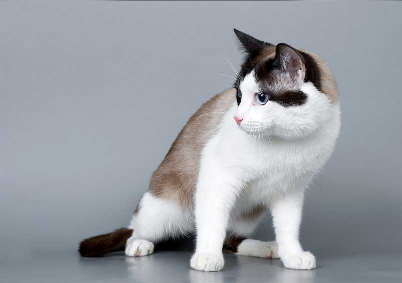Кошка сноу-шу: описание породы, уход и цена котенка, фото