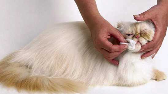 Персидская кошка: описание, характер, особенности ухода и фото 🙀