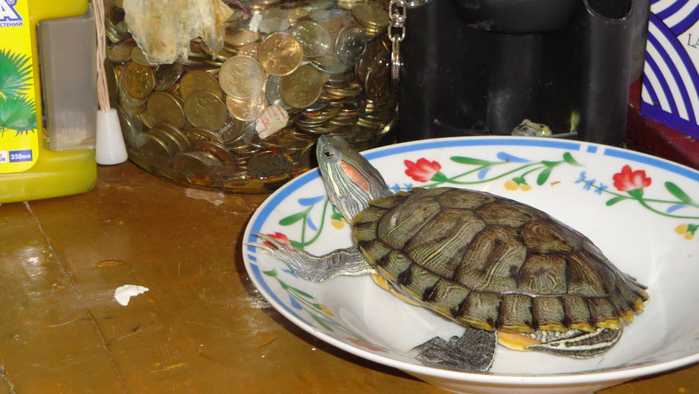 До каких размеров может вырасти красноухая черепаха