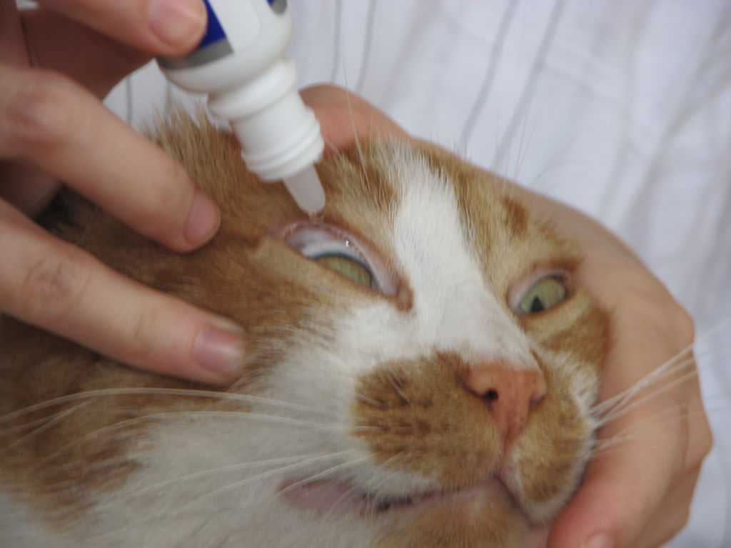 Чем промыть кошке глаза народные средства