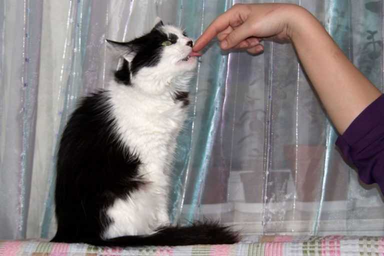 Почему кошка лижет руки человека