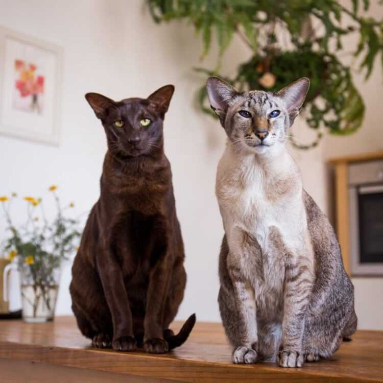 Ориентальная кошка фото и цена котов породы ориентал (oriental)