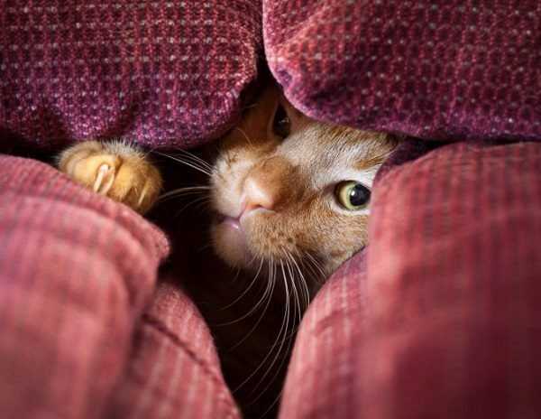 Почему кошка прячется под одеяло — топ-7 причин
