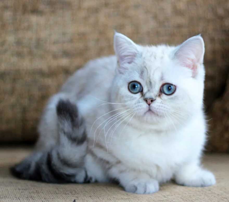 Шотландский страйт кошка. описание, особенности, уход и цена шотландского страйта