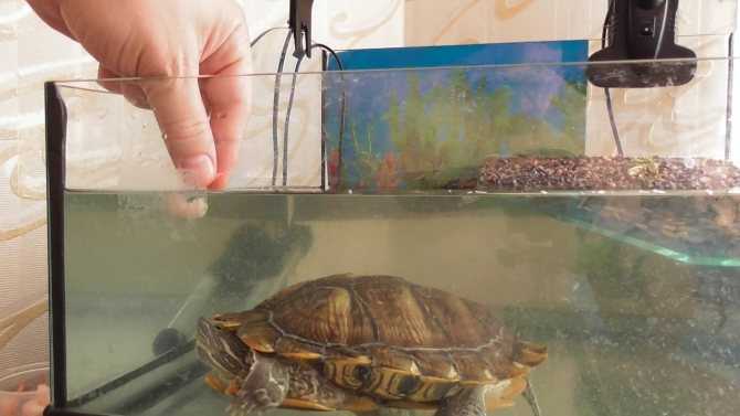 Аквариум для красноухой черепахи