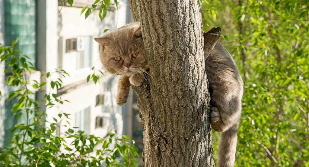 Как снять кошку с дерева | цена, бесплатно, какая служба снимает