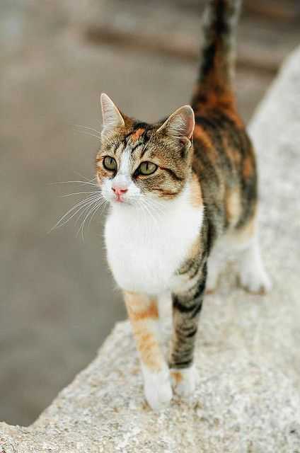 Эгейская кошка – порода кошек гимо