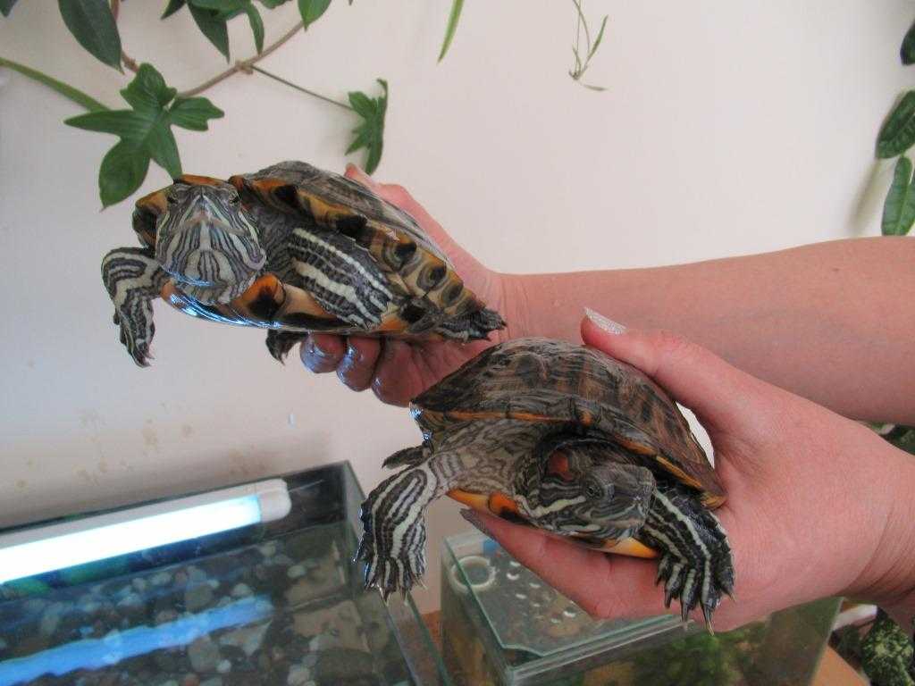 Красноухие черепахи в природе