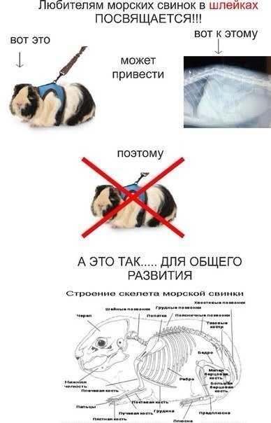 ᐉ размножение морских свинок: спаривание и разведение в домашних условиях - zoopalitra-spb.ru