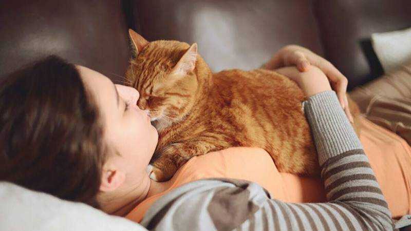 Сколько часов в сутки спит кошка, почему кошки любят спать на человеке