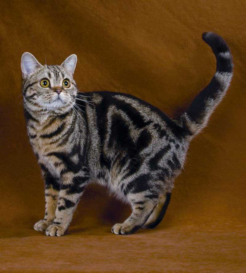 Бразильская короткошёрстная кошка : содержание дома, фото, купить, видео, цена
