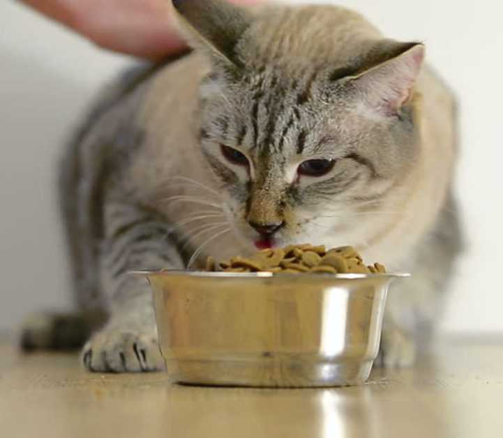 Как откормить кота: эффективные методы набора веса