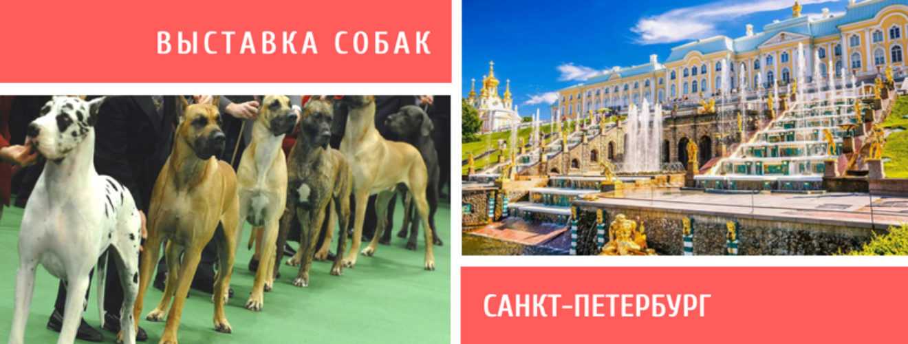 Выставки собак ркф в санкт-петербурге в 2018 году. расписание.