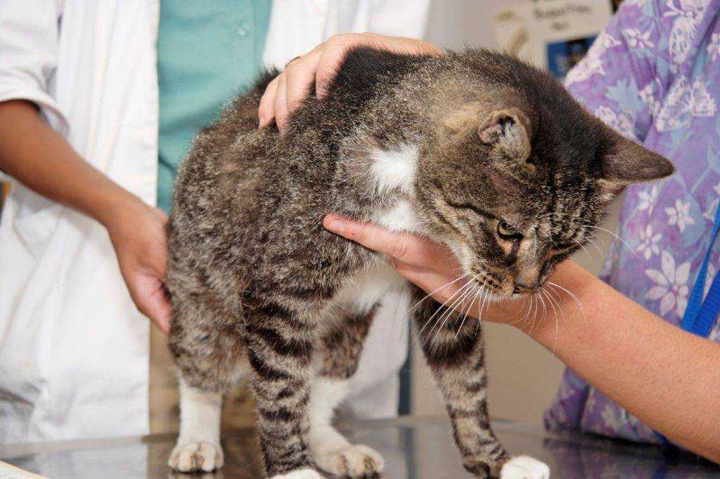 Дископатия у кошек: типы, сведения и способы лечения