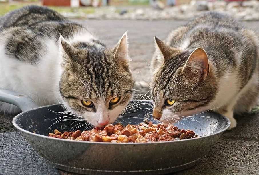 Почему кошки едят пыль