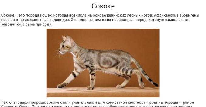 Сококе кошка фото и описание породы из кении