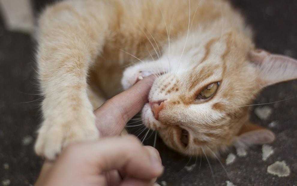 Кошка лижет руки своим хозяевам: размышляем об основных причинах