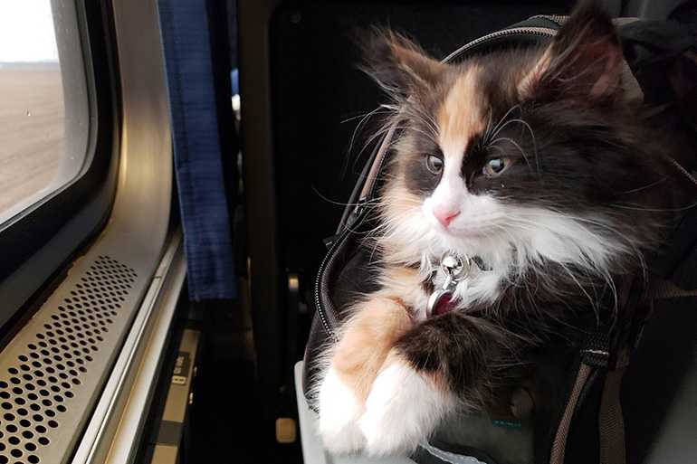 Как перевозить кота в общественном транспорте?