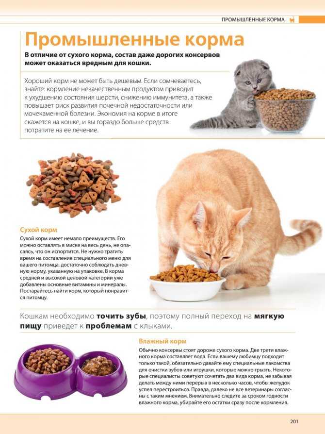 Чем и как кормить котенка?
