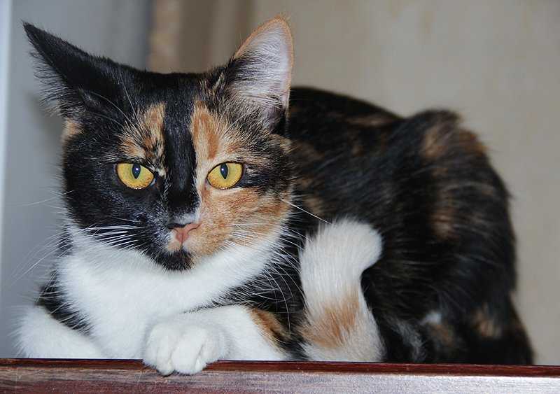 Трехцветная кошка в доме: приметы и суеверия, приносит ли счастье