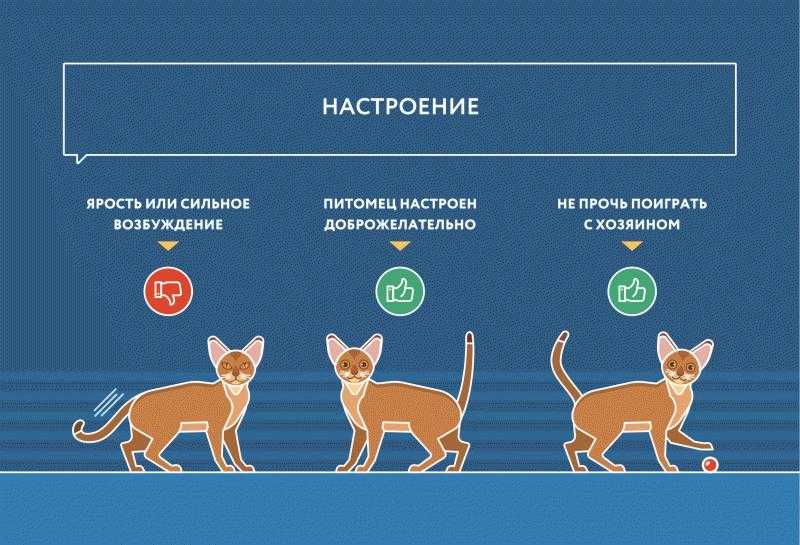 Как распознать дерутся кошки или играются?