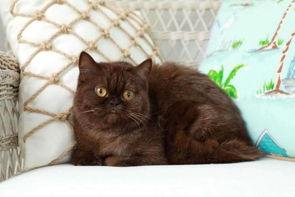 Йоркская шоколадная кошка | voprosoff.net