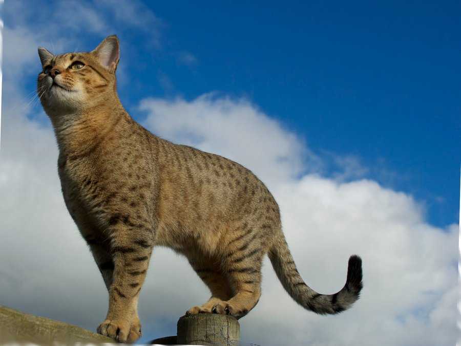 Топ 13 пород кошек без хвоста: фото, описание, история, покупка котят