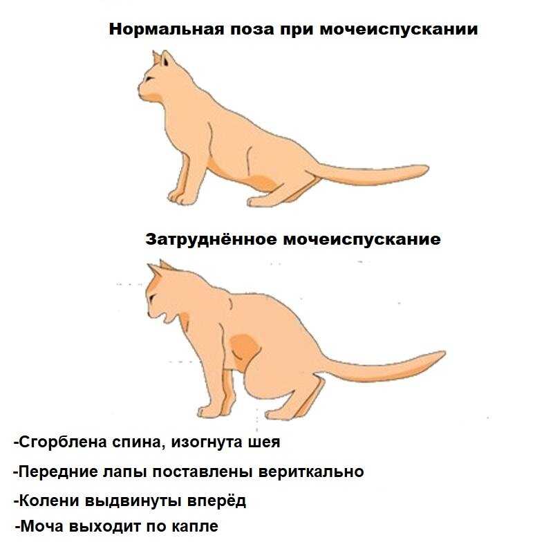 Заболевание пищеварительной системы у кошек