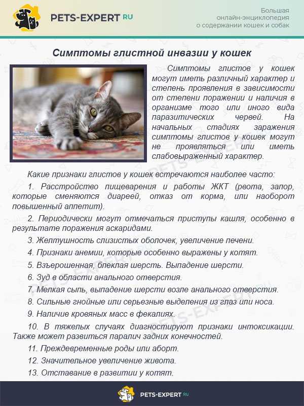 Ленточные глисты у кошек, гельминтоз: симптомы и лечение | hill's pet