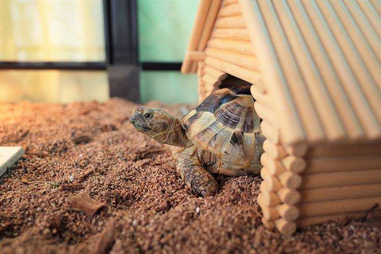 Красноухая черепаха в домашних условиях: уход и содержание, размер, что нужно, где живет, как выглядят