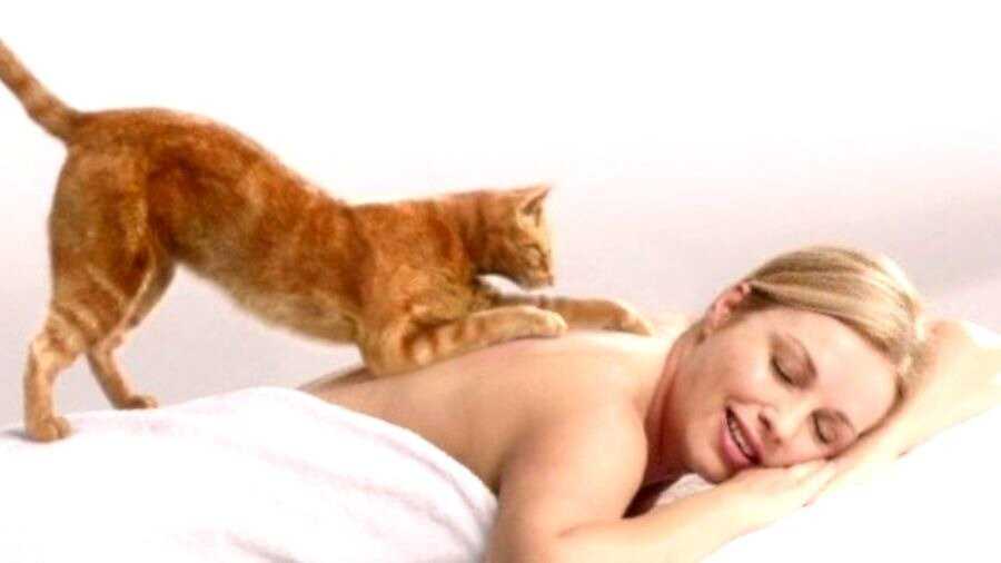 Почему кошки мнут лапами мягкое одеяло, человека и что это значит
