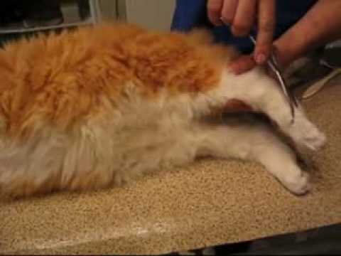 Бомба замедленного действия или тромбоэмболическая болезнь кошек – aldenvet.ua