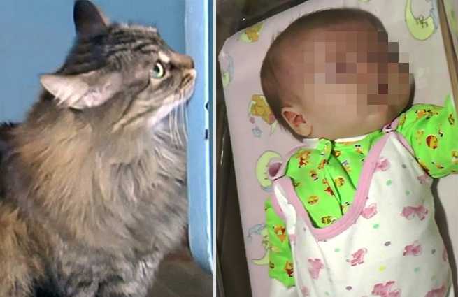 Как знакомить кошек с ребенком