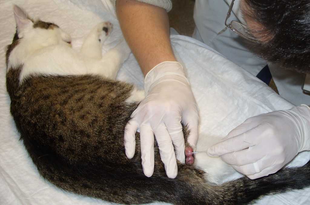 Стерилизация кошек: плюсы и минусы