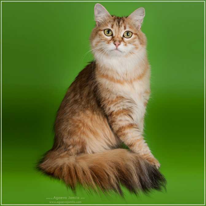 Сибирская кошка — невероятная красота